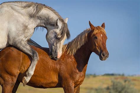 Together as mates, they'll welcome the first member of their new herd into the world. . Horse mating